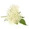 Aroma Bodza 20ml